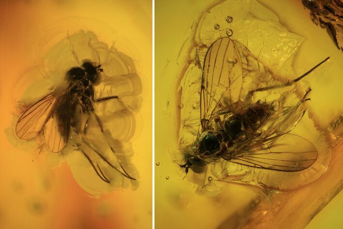 Fossil Wasp (Hymenoptera) & Several Flies (Diptera) In Baltic Amber #105489